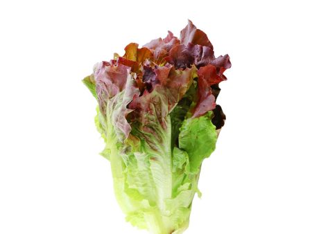 Red Leaf Lettuce 1 Bunch Sale