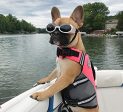 Vivaglory New Sports Style Ripstop Dog Life Jacket with Superior Buoyancy & Rescue Handle, Bright Pink, XS Online Hot Sale