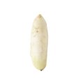 Daikon Radish 2.2lb Online Sale