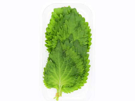 Shiso Leaf Online Sale