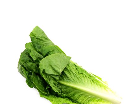 Romain Lettuce 1 Bunch Sale