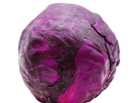 Red Cabbage 2lb Hot on Sale